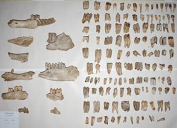 Animal bines and other finds retrieved from Drapham dzong.