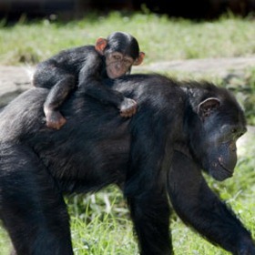 Chimpanzee with infant [Image courtesy of iStockphoto/markrhiggins]