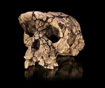 Cast of a Sahelanthropus tchadensis skull (Toumai). Credit: Didier Descouens/Wikipedia  