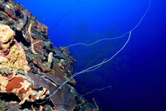 Mesophotic coral. Credit: H. Ruíz.