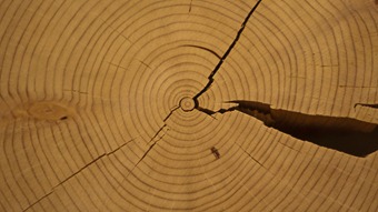 Tree rings [Photo by Riebart]