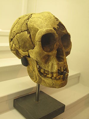 [300pxHomo_floresiensis_IMG_29355.jpg]