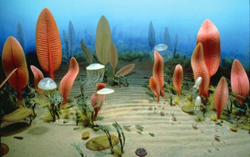 The Ediacaran Period was populated by some of the very first multi-cellular organisms. Credit: National Museum of Natural History, courtesy of the Smithsonian Institution.