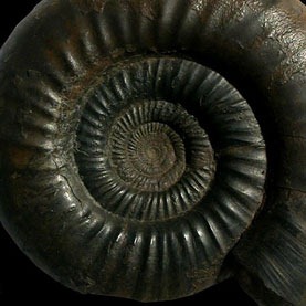 [ammoniteplanktonextinction_15.jpg]