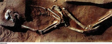 Mungo man was found in at Lake Mungo, New South Wales in 1974. He was estimated to be a very tall 6’4″, and old when he died, and the most widely accepted date for his death was about 40,000 years ago. He was sprinkled with red ochre, a common practice in many ancient burials.