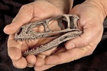 [dinosaur_220x147982484.jpg]