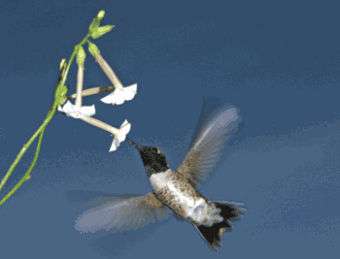 Bird350_tcm18-132038