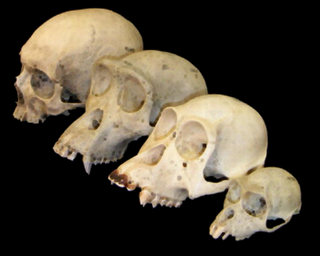 [Primate_skull_series4.png]