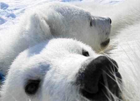 [110208-largeformat-Polar_bears5.jpg]