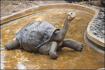 LonesomeGeorge