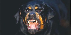 gevaarlijke hond