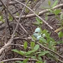 American Robin egg