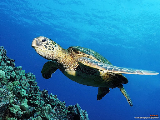 Wallpaper Land Turtle