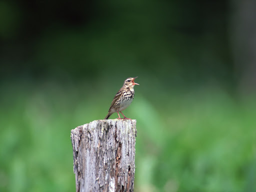 Free Desktop Wallpaper Of Birds