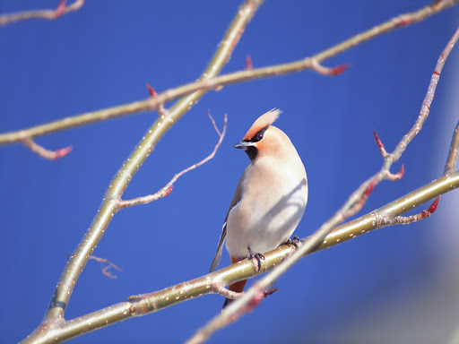 Free Desktop Wallpaper Of Birds