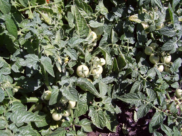 [Summer2009 631[7].jpg]