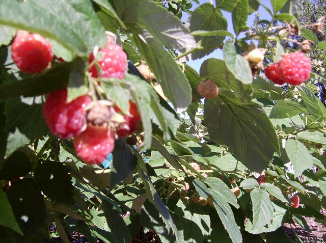 [Summer20096536.jpg]