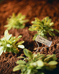 How to start an herb garden