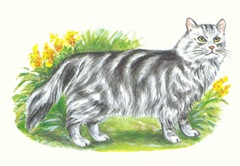 Katt som liknar Mitzie 3