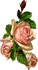 three-pink-roses