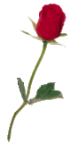 [th_Red-Rose2[2].gif]