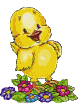 Kyckling med blommor