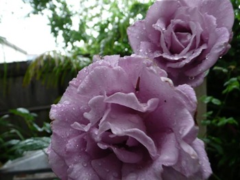 roses_in-rain (Small)