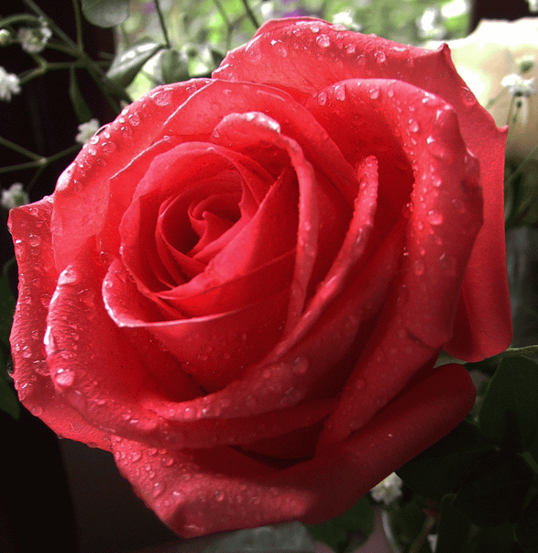 2704153300_cf84f422ef_o.png
