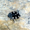 Indian Domino Cockroach
