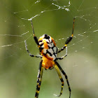 Pear-Shaped Leucauge