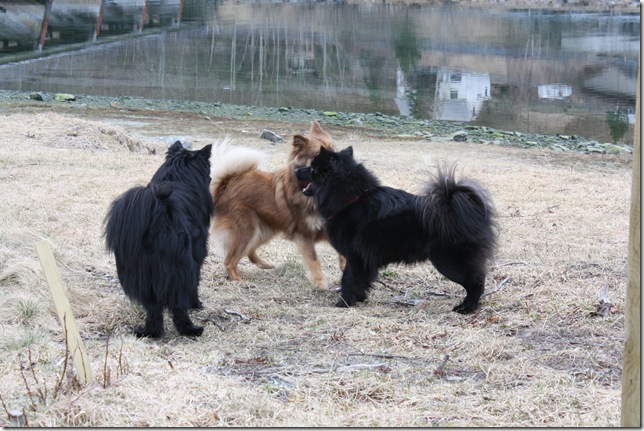 lapphund åndalsnes 031