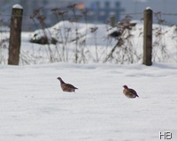 Rebhühner im Schnee © H. Brune