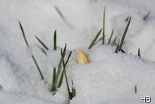 Krokus im Schnee © H. Brune