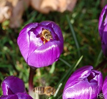 Biene im Krokus © H. Brune