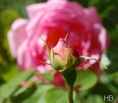 Rose Constance Spry © H. Brune