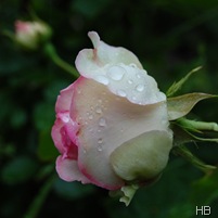 Eden Rose 85 © H. Brune