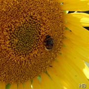 Sonnenblue mit Hummel © H. Brune
