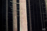 Morgendlich-dunkler Wald bei Warstein © H. Brune
