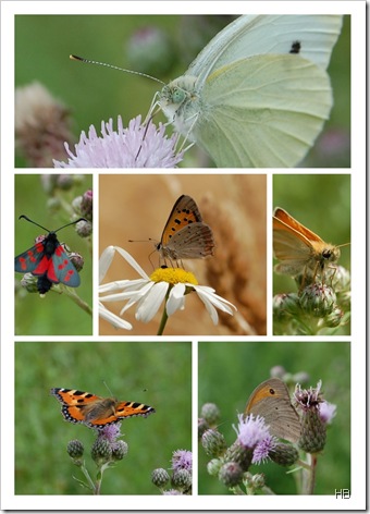 Schmetterlinge © H. Brune