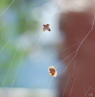 Birkensamen im Spinnennetz © H. Brune