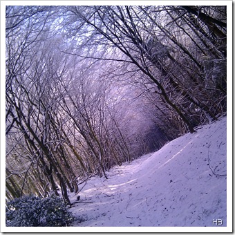 Teutoburger Wald im Schnee © H. Brune