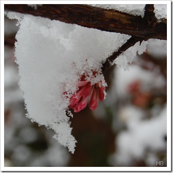 Duftender Schneeball im Schnee © H. Brune 