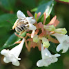 Common Bee