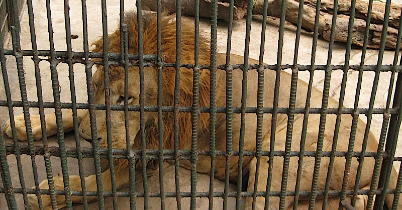 lion at the Malabon Zoo