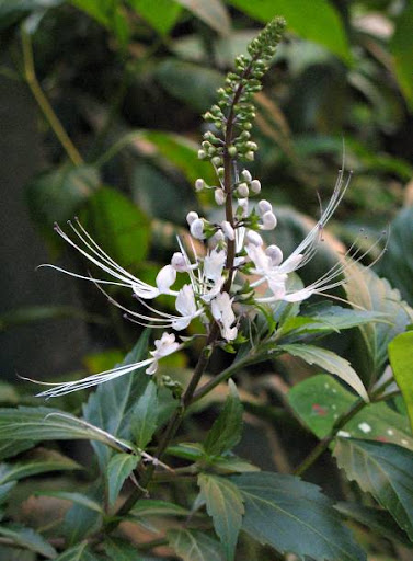 Cat's Whiskers or Java Tea plant