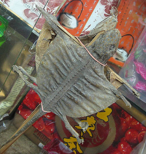 a pair of dried geckos used in Traditional Chinese Medicine