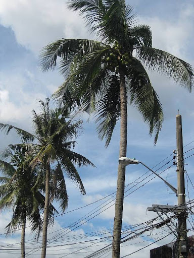 coconut trees and utility pole