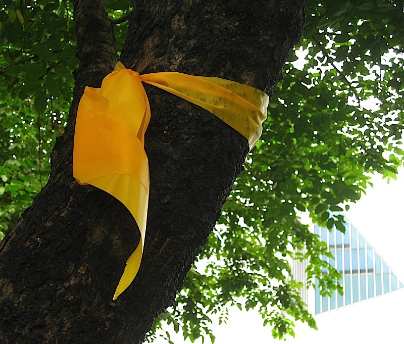 yellow ribbon for Corazon Aquino around a tree in front of the Ateneo Church of the Gesù