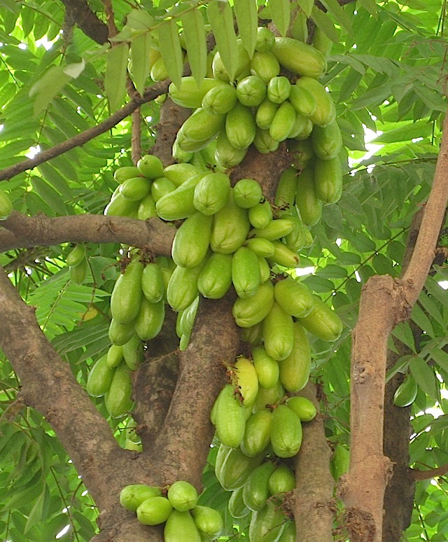 kamias fruit on a tree