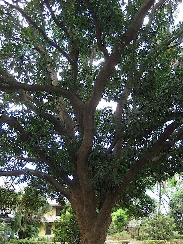 huge tree in the FEBIAS College of Bible campus